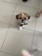 Shih Tzu Puppies for sale in Spring Hill, FL, USA. price: $2,000