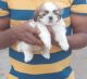 Shih Tzu Puppies for sale in Vizianagaram, Andhra Pradesh, India. price: 20000 INR