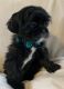 Shih Tzu Puppies for sale in Circleville, NY 10919, USA. price: $1,000