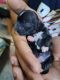 Shih Tzu Puppies for sale in Malviya Nagar, New Delhi, Delhi 110017, India. price: 20000 INR