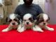 Shih Tzu Puppies for sale in Silaiman, Tamil Nadu, India. price: 24000 INR