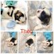 Shih Tzu Puppies for sale in 3847 Maddox Dr, Warren, MI 48092, USA. price: $1,200