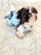 Shih Tzu Puppies for sale in Tampa, FL, USA. price: $350