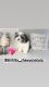 Shih Tzu Puppies for sale in Moreno Valley, CA 92557, USA. price: $1,500