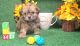 Shih Tzu Puppies for sale in Crossville, TN, USA. price: $900