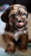 Shih Tzu Puppies for sale in Miami Lakes, FL, USA. price: $600