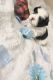 Shih Tzu Puppies for sale in 3847 Maddox Dr, Warren, MI 48092, USA. price: $1,300