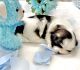 Shih Tzu Puppies for sale in 3847 Maddox Dr, Warren, MI 48092, USA. price: $1,300