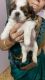 Shih Tzu Puppies for sale in Nal Stop, Pandurang Colony, Erandwane, Pune, Maharashtra 411004, India. price: 30000 INR