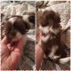 Shih Tzu Puppies for sale in Toccoa, GA 30577, USA. price: $1,000