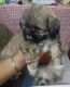Shih Tzu Puppies for sale in Mapusa, Goa 403519, India. price: 15000 INR