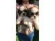 Shih Tzu Puppies for sale in Pittsburgh, PA, USA. price: $900