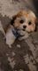 Shih Tzu Puppies for sale in Tampa, FL 33647, USA. price: $1,500
