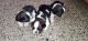 Shih Tzu Puppies for sale in Hulimavu Lake Rd, Krishna Layout, Hulimavu, Bengaluru, Karnataka 560076, India. price: 15,000 INR