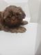 Shih Tzu Puppies for sale in Belle Isle, FL 32812, USA. price: NA