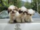 Shih Tzu Puppies for sale in Salem, Tamil Nadu, India. price: 25000 INR