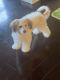 Shih Tzu Puppies for sale in Queens Village, Queens, NY, USA. price: $1,800
