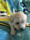 Shih Tzu Puppies for sale in Canton, MI, USA. price: NA