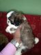 Shih Tzu Puppies for sale in Sarjapura, Bengaluru, Karnataka 562125, India. price: 12000 INR