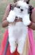 Shih Tzu Puppies for sale in Shirdi Hills, Shiva Nagar, Allwyn Colony, Jagathgiri Gutta, Hyderabad, Telangana 500072, India. price: NA