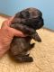 Shih Tzu Puppies for sale in Riceville, TN 37370, USA. price: $1,500