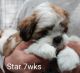 Shih Tzu Puppies for sale in Willingboro, NJ 08046, USA. price: $150,000