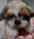 Shih Tzu Puppies for sale in Willingboro, NJ 08046, USA. price: $1,500