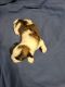 Shih Tzu Puppies for sale in Taft Hwy, Taft, CA, USA. price: $1,200