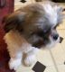 Shih Tzu Puppies for sale in Long Island City, NY 11103, USA. price: $1,300