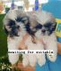 Shih Tzu Puppies for sale in Mapranam - Nandikkara Rd, Madayikonam, Kerala, India. price: 25000 INR