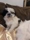 Shih Tzu Puppies for sale in Port Jervis, NY 12771, USA. price: $600