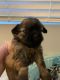 Shih Tzu Puppies for sale in Rosamond, CA, USA. price: $180,000