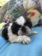 Shih Tzu Puppies for sale in Troutman, NC, USA. price: $800