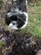 Shih Tzu Puppies for sale in Cedar Park, TX 78613, USA. price: $650