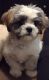 Shih Tzu Puppies for sale in Hamilton Township, NJ, USA. price: $1,500
