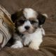 Shih Tzu Puppies for sale in San Diego, CA 92103, USA. price: $230
