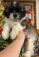 Shih Tzu Puppies for sale in Palm Bay, FL, USA. price: $1,995