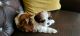 Shih Tzu Puppies for sale in Chandigarh, India. price: 25000 INR