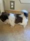 Shih Tzu Puppies for sale in Roswell, NM, USA. price: $1,100