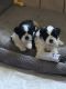 Shih Tzu Puppies for sale in Portland, TX 78374, USA. price: $750