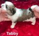 Shih Tzu Puppies for sale in Wichita, KS, USA. price: $2,500