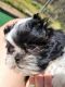 Shih Tzu Puppies for sale in Hutchinson, KS, USA. price: $1,500