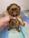 Shih Tzu Puppies for sale in Mt Airy, NC 27030, USA. price: $900