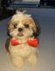 Shih Tzu Puppies for sale in Kern County, CA, USA. price: $1,200