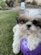 Shih Tzu Puppies for sale in Kern County, CA, USA. price: $1,200