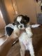Shih Tzu Puppies for sale in Lansing, IL, USA. price: $1,500
