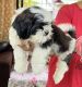 Shih Tzu Puppies for sale in Fatima Nagar, Wanowrie, Pune, Maharashtra 411040, India. price: 25000 INR