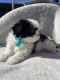 Shih Tzu Puppies for sale in Eastvale, CA, USA. price: $1,300