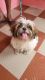 Shih Tzu Puppies for sale in Service Rd, National Airports Authority, National Airports Authority Colony, Pazavanthangal, Chennai, Tamil Nadu 600114, India. price: 30000 INR