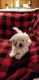 Shih Tzu Puppies for sale in Fresno, CA, USA. price: $800